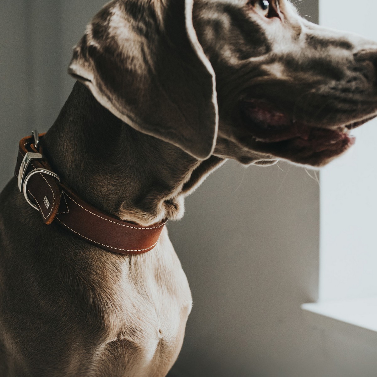 Collier pour Chien Hunter Aalborg Special Cognac 36-44 cm